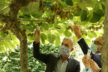 Die Freisetzung der Samurai-Wespe am Versuchszentrum Laimburg: Über den natürlichen Gegenspieler soll die Marmorierte Baumwanze in Schach gehalten werden.