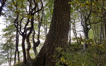  Auch, wenn die Witterungsverhltnisse dem Wald eine Verschnaufpause gegnnt haben, ist die Lage nach wie vor besorgniserregend, meinte Forstminister Peter Hauk MdL bei der Vorstellung des Waldzustandsberichts 2021. 