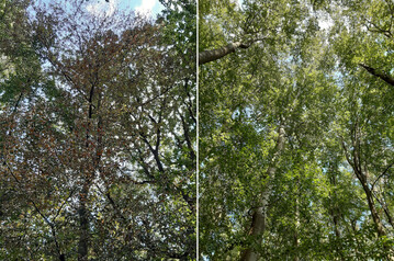  Ein ungleiches Paar: Benachbarte Buchen im hessischen Kelkheim-Eppenhain. Whrend einer der Bume gesund ist (rechts), hat der andere starke Drreschden davongetragen (links).