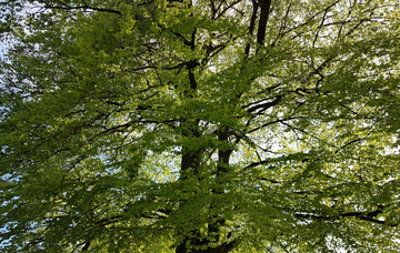  Waldumbau: Mit 1,5 Milliarden Euro forciert das Bundesministerium den Umbau der Wlder hin zu klimastabilen und standortangepassten Mischwldern. 
