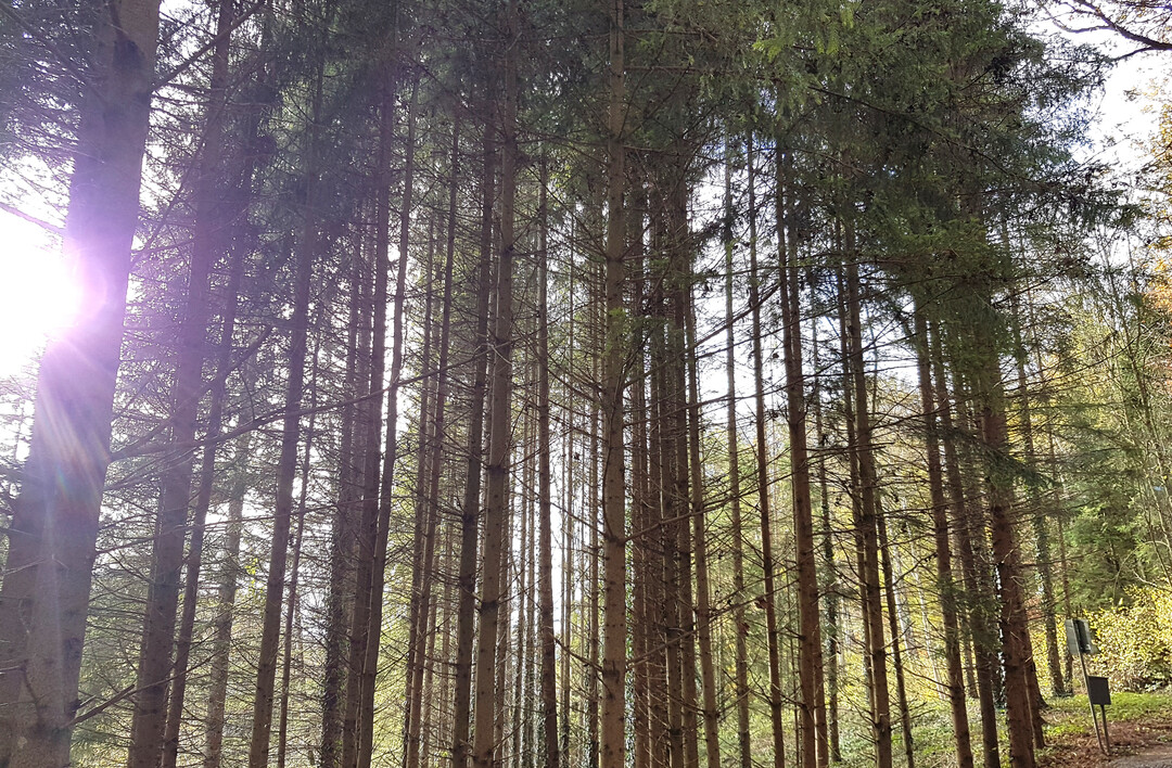 Die Waldbewirtschaftung in Baden-Wrttemberg hat eine jahrhundertelange Tradition. Baden-Wrttemberg ist bundesweit eines der waldreichsten Lnder. Es ist auf einer Flche von rund 1,4 Millionen Hektar und zu rund 38 Prozent von Wald bedeckt. In baden-wrttembergischen Wldern stehen rund 830 Millionen Bume. Auf jeden Einwohner im Land entfallen davon 78 Bume.