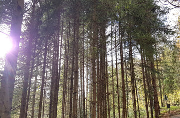 Die Waldbewirtschaftung in Baden-Wrttemberg hat eine jahrhundertelange Tradition. Baden-Wrttemberg ist bundesweit eines der waldreichsten Lnder. Es ist auf einer Flche von rund 1,4 Millionen Hektar und zu rund 38 Prozent von Wald bedeckt. In baden-wrttembergischen Wldern stehen rund 830 Millionen Bume. Auf jeden Einwohner im Land entfallen davon 78 Bume.