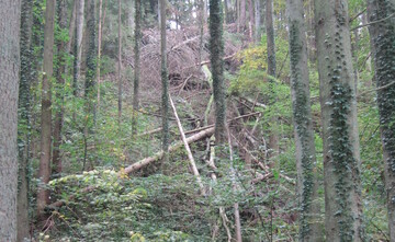 Aus Grnden des Klimaschutzes will Forstminister Peter Hauk die Ausweisung neuer Schutzgebiete mit einhergehendem Nutzungsverzicht im Wald kritisch hinterfragen.