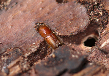 Buchdrucker-Jungkfer im Brutbaum Mitte Mrz 2015