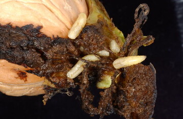 Madenbefall, nachdem die Amerikanische Walnussfruchtfliege ihre Eier abgelegt hat. 