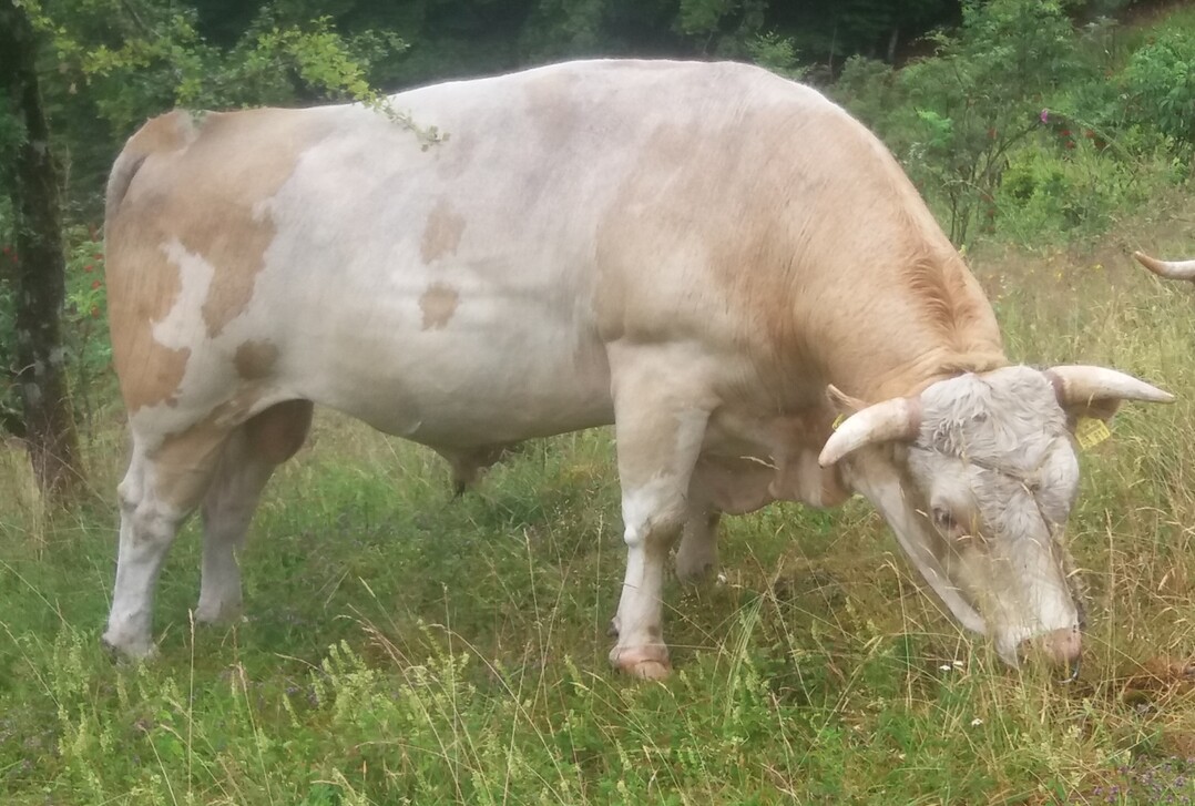 Der Hinterwlderbulle Walter, ein Fller-Sohn, schaffte es auf der letztjhrigen Schau in Utzenfeld auf den dritten Platz.