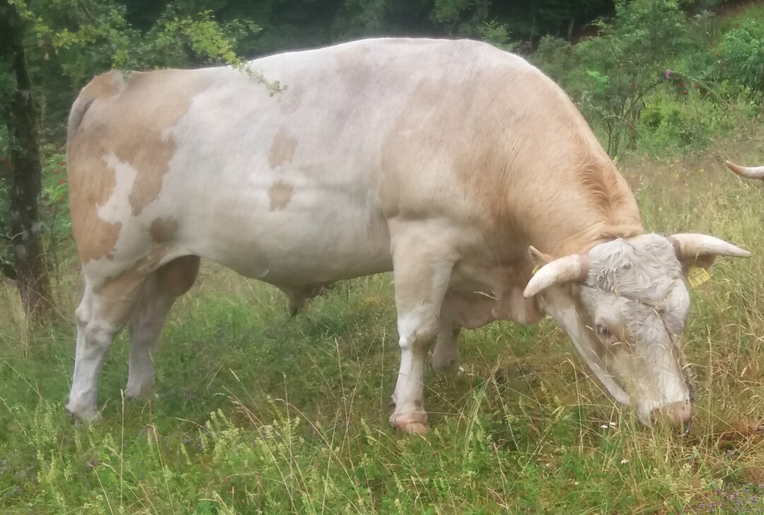 Der Bulle Walter wurde 2015 geboren und entstammt der Linienauffrischung mit Fller aus der F 8- Linie.