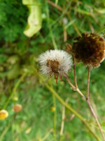 Durch seine flugfähigen Samen kann sich das Wasserkreuzkraut stark ausbreiten