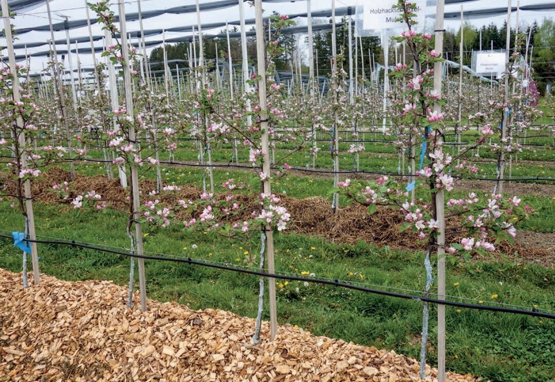 Die Auflagen von Holzhackschnitzeln und Kleegrassilage im Baumstreifen ermöglicht eine Erhöhung der Bodenfeuchte. Als zusätzlicher Effekt dienen die Materialien der Beikrautunterdrückung.