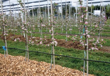 Die Auflagen von Holzhackschnitzeln und Kleegrassilage im Baumstreifen ermglicht eine Erhhung der Bodenfeuchte. Als zustzlicher Effekt dienen die Materialien der Beikrautunterdrckung.