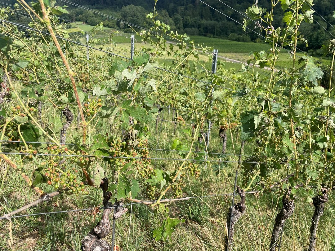 Hagelschden an Rebstcken sdlich von Freiburg
