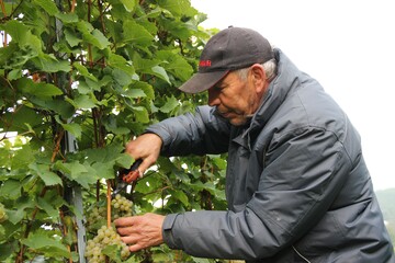 Heinz Munder erntet Rieslingtrauben unterhalb der Grabkapelle auf dem Wrttemberg