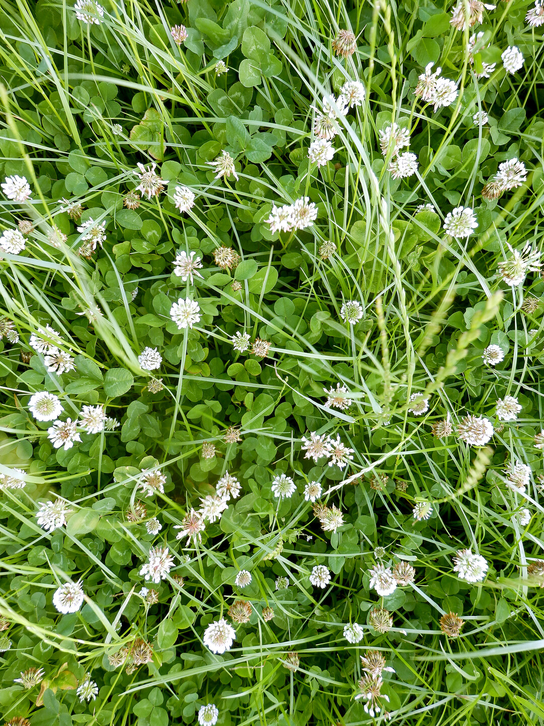    Wird Kleegras mit Sulfatschwefel ged�ngt ist der D�ngungseffekt auch optisch gut erkennbar.