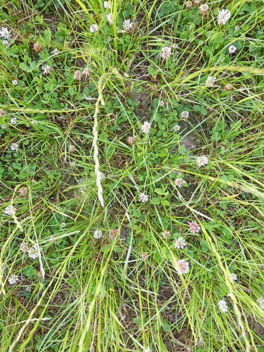     Die D�ngungseffekte bei Kleegras (hier ohne Sulfatschwefel) sind auch optisch gut erkennbar.