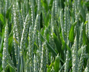 Weizen in der Blüte.