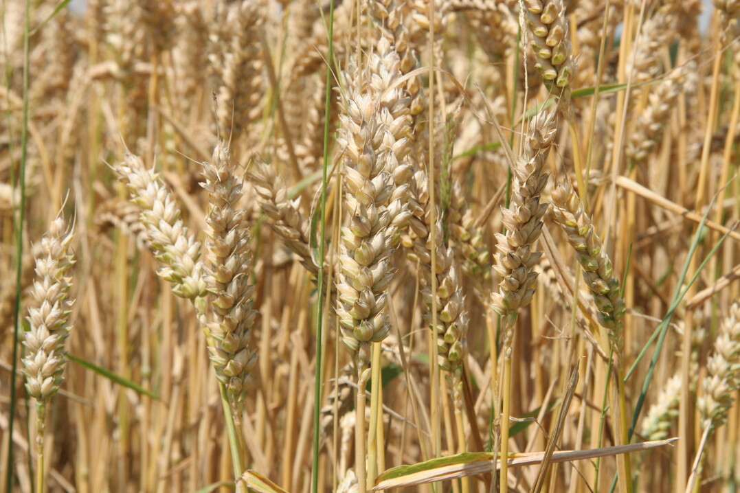 Die Biosorten selektiert Berthold Heyden auf eine gute Stickstoffnutzung.