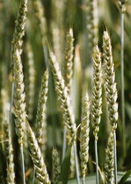 Weizenforschung: Die neuen Sorten sollen ertragreicher und umweltverträglicher sein.