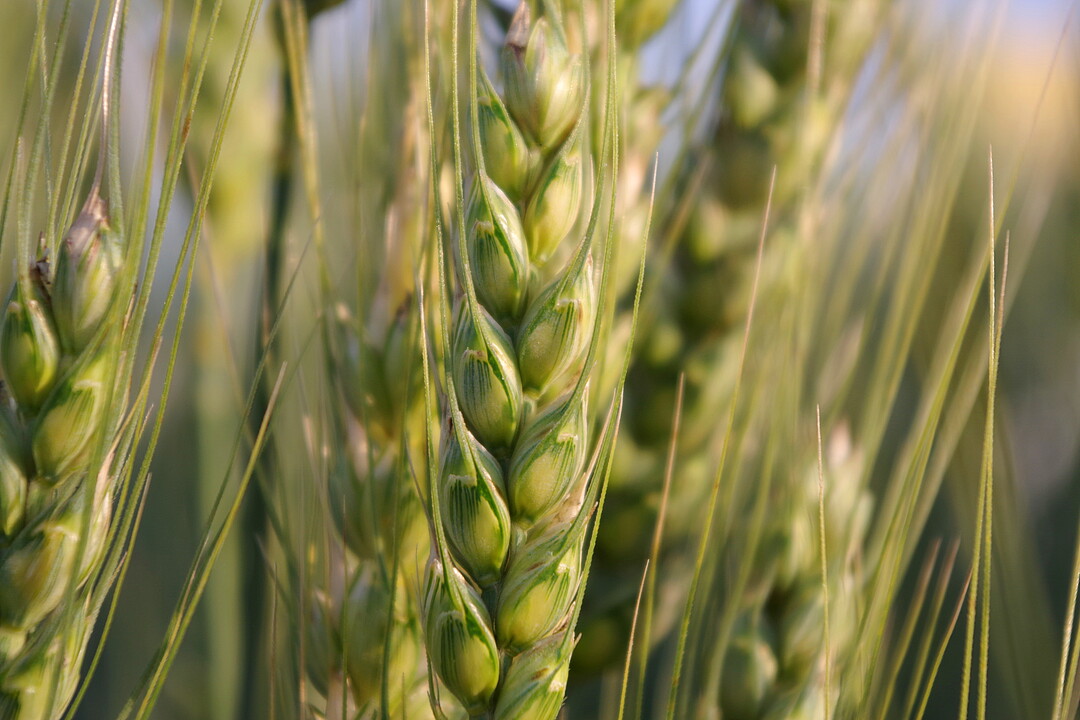 So sollte eine gesunde Weizenhre aussehen, wenn die Behandlung gegen hrenfusarium gesessen hat.