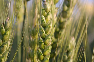 So sollte eine gesunde Weizenhre aussehen, wenn die Behandlung gegen hrenfusarium gesessen hat.