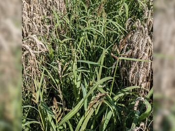 Hühnerhirse kann selbst in lückigem Wintergetreide noch keimfähige Samen bilden.