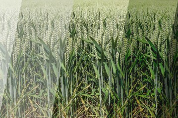 Die Sortenwahl ist der Grundstein einer erfolgreichen Weizenproduktion.