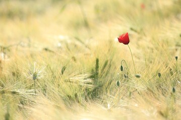 Teilnehmer drfen an Biodiversittsmanahmen mitentwickeln und erhalten eine Aufwandsentschdigung.