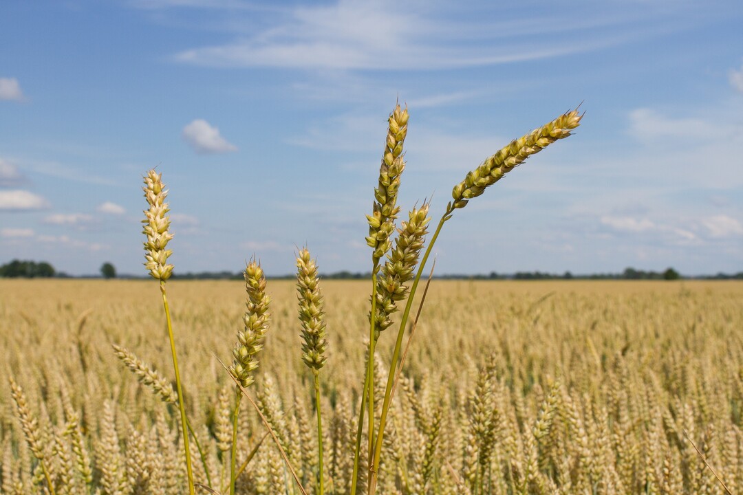 Landwirtschaftliche Flchen sind etwas gnstiger geworden.