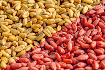 Beizen oder nicht beizen? Hier lesen Sie, welche Mittel verfgbar sind und in welchen Situationen das Beizen ratsam sein kann.