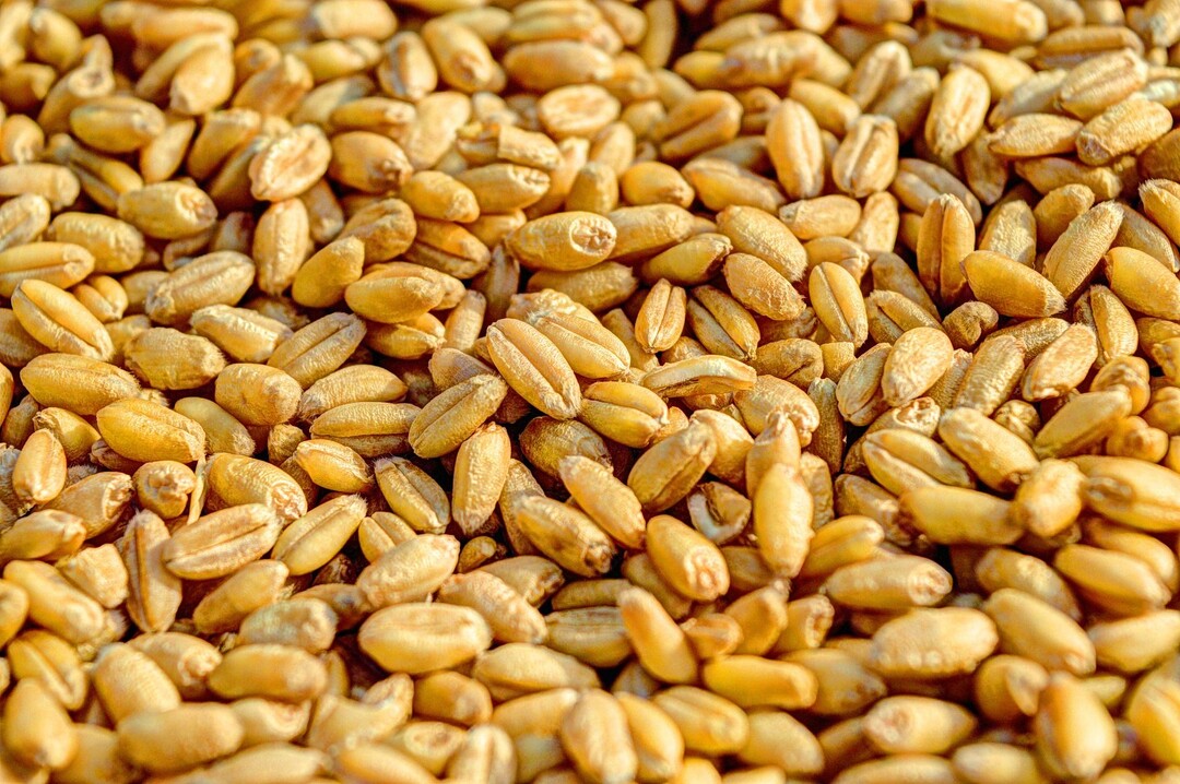 Eine gute Ernte ist das A und O - diese gilt es durch saubere Lager aber vor Verderb und Schädlingen zu schützen.