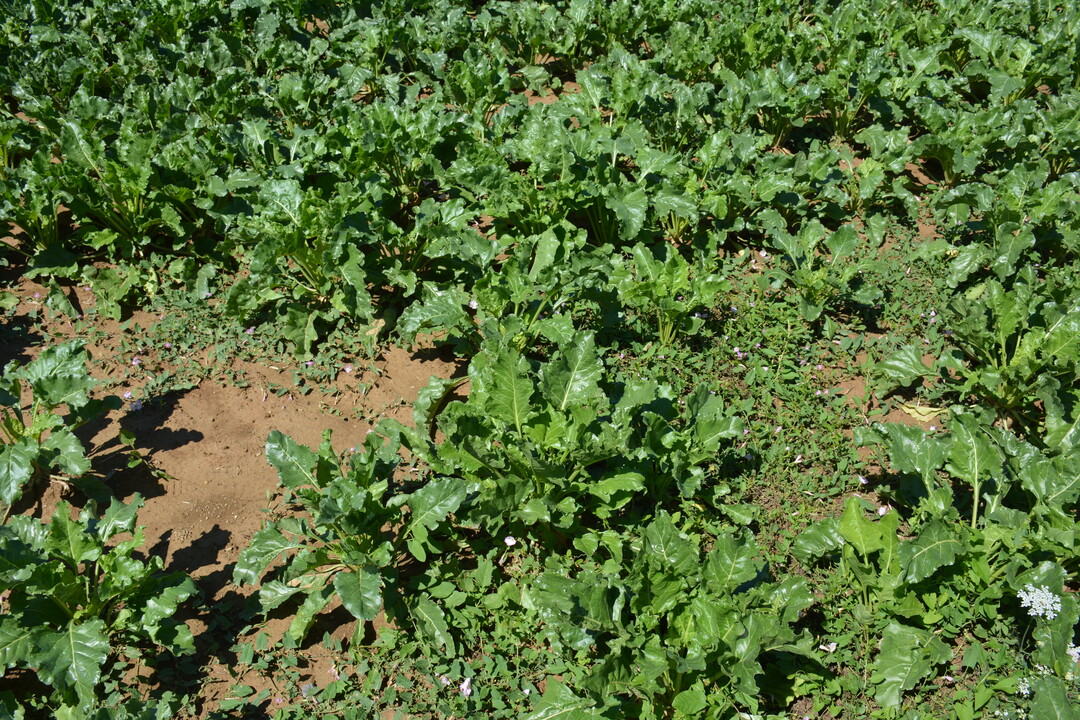 Wird der Zeitpunkt verpasst ist eine flächendeckende Verunkrautung die Folge – lückige Bestände fördern die Verunkrautung