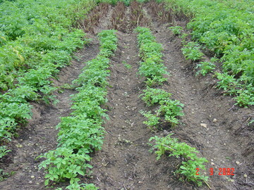 Hier sieht man Wiederaustrieb des Krauts nach zu frühem Krautschlagen.