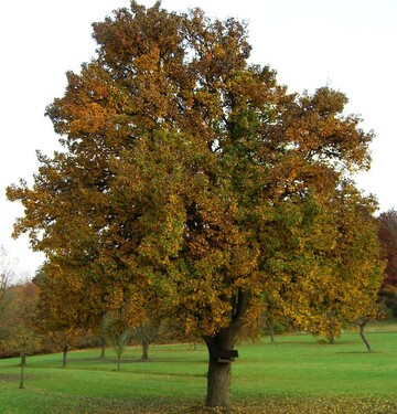 Das Wissen um die Entstehung und die Pflege des Obstbaums soll nach dem Bestreben des Landesverbandes fr Obstbau, Garten und Landschaft nicht verloren gehen. 