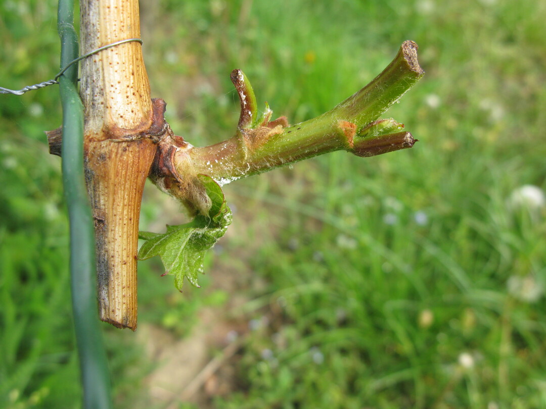 Mit dem Rebenaustrieb steigt auch wieder die Gefahr von Wildschden.
