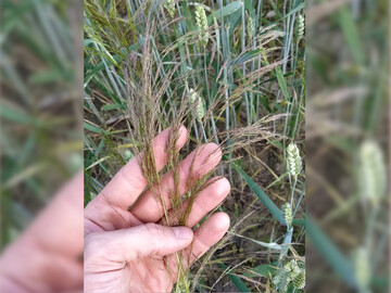 Windhalm in einem Weizenbestand.