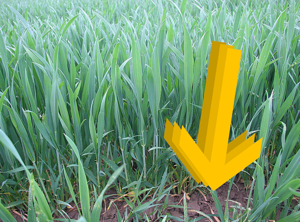 Getreide: Braucht man Wachstumsregler? :: BW agrar online ...