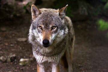 Der Wolf in Bad Wildbad ist schon lnger in der Region.