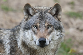 Ein Wolf<br>