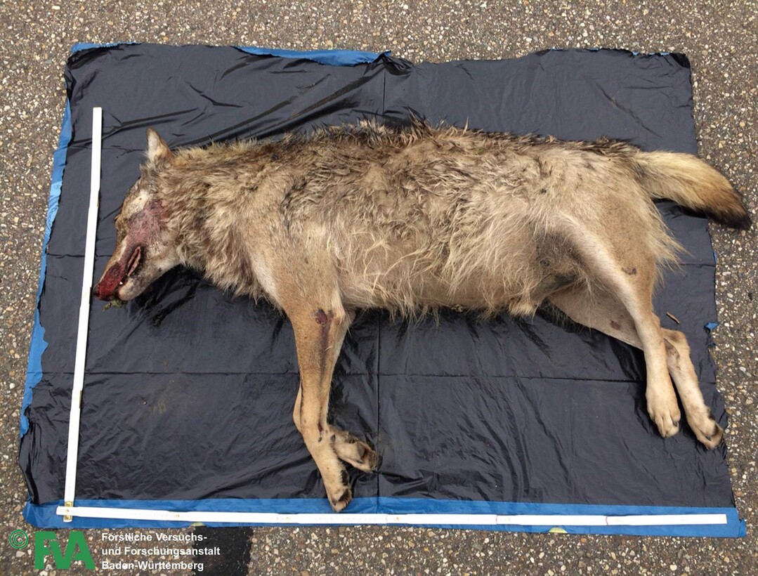 Der an der A5 bei Lahr am 22. Juni 2015 tot aufgefundene Wolfsrde M53 aus der Schweiz.