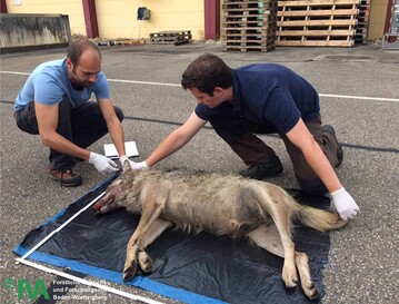 Untersuchung vom Wolf 