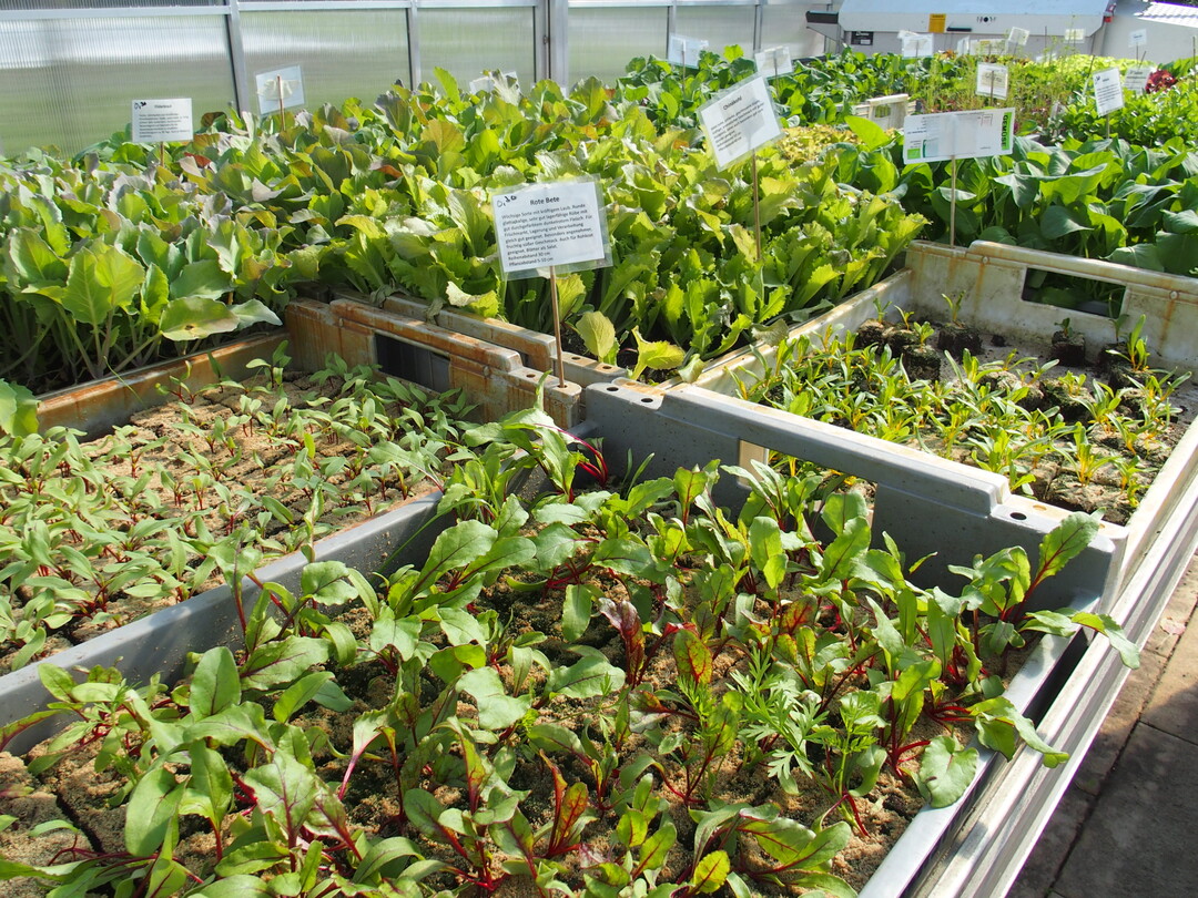 Die einlaminierten Schilder an den Pflanzen im Verkauf reduzieren die Fragen der Kunden deutlich und sparen den Gärtnern Zeit.