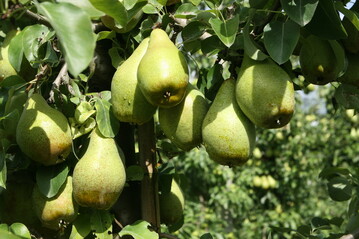 Mit Xenia® hat der Birnenanbau in Deutschland an Schwung gewonnen.