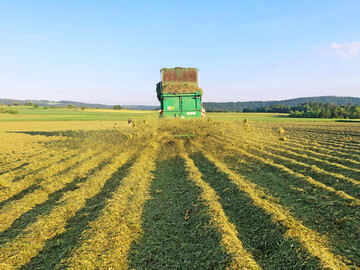 Auf 3,5 ha baut Familie Kraul Kartoffeln unter einer schützenden Mulchschicht an.