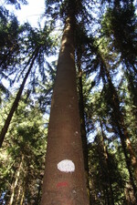 Dauerhaft markierte und freigestellte Z-Bäume sichern den Ertrag von morgen.