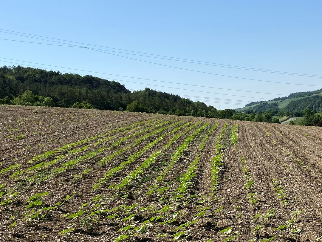 In der Mitte erfolgte keine Behandlung mit Zako, whrend rechts und links mit Zako behandelt wurde. Sonnenblumen auf behandelten Flchen weisen Pflanzenausflle bis ber 70 Prozent auf und stellen im Regelfall einen wirtschaftlichen Totalschaden dar.