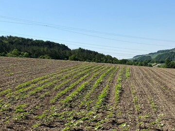 In der Mitte erfolgte keine Behandlung mit Zako, während rechts und links mit Zako behandelt wurde. Sonnenblumen auf behandelten Flächen weisen Pflanzenausfälle bis über 70 Prozent auf und stellen im Regelfall einen wirtschaftlichen Totalschaden dar.