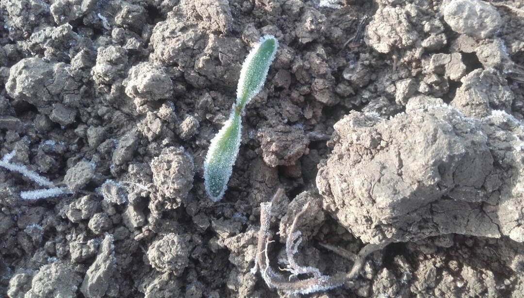 Junge Zuckerr�ben-Pflanze mit Frost �berzogen.