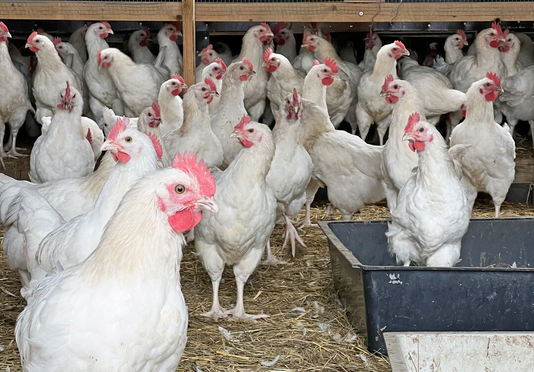 Der Verband Naturland untersucht zusammen mit der Universität Hohenheim, wie man in Baden-Württemberg eine regionale Wertschöpfungskette für das Zweiwerthuhn aufbauen und gestalten könnte.