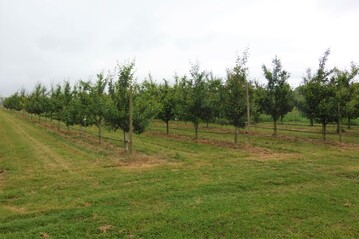 Um den wachsenden Ansprchen seitens der Produzenten und Konsumenten gerecht zu werden, sind neue, verbesserte Sorten und Unterlagen gefragt. Erst wenn eine Neuheit in der Prfung besticht, sollte der Anbau in der Praxis berlegt werden.