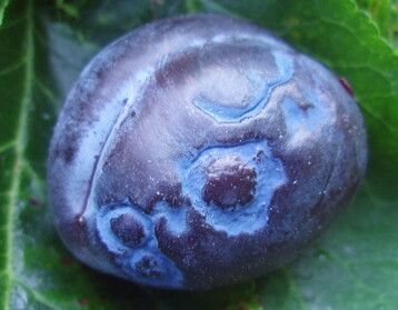 Sharkasymptome an einer Pflaume.