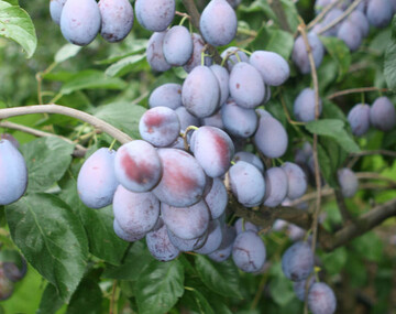 Mit den ersten badischen Frhzwetschgen startet die Saison der Blauen wieder.